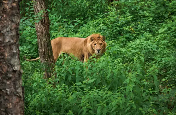 Liger in jungle