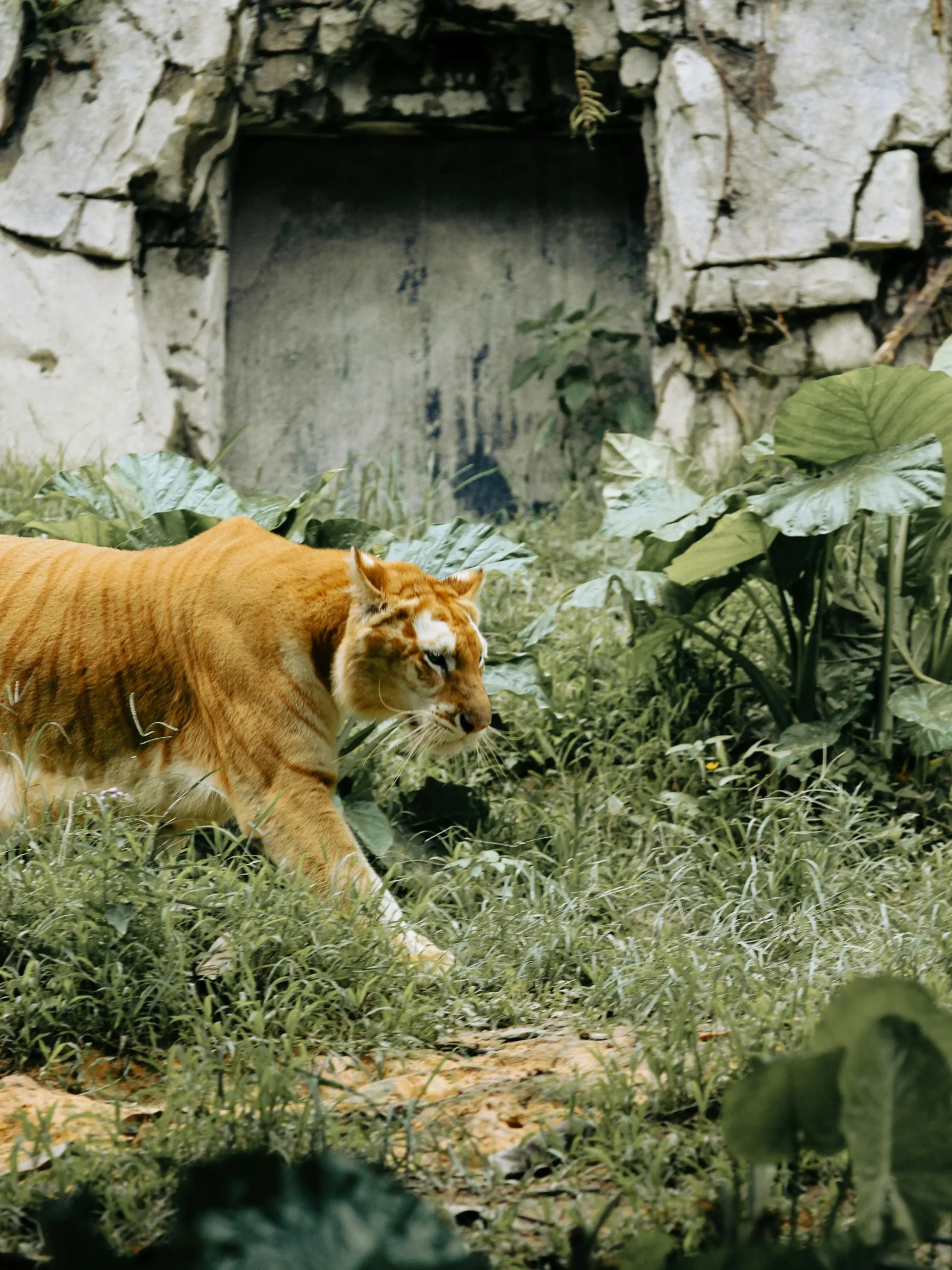 Liger Walking