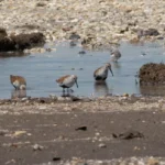 Migrating shorebirds called dunlins are seen in Cape May, New Jersey in May 2024