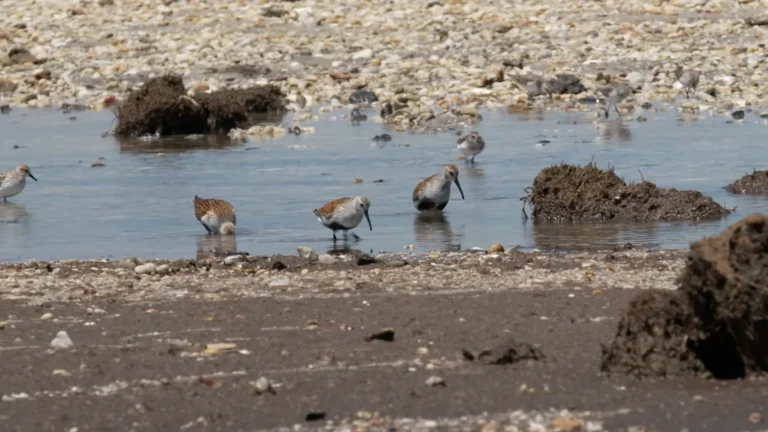 Migrating shorebirds called dunlins are seen in Cape May, New Jersey in May 2024